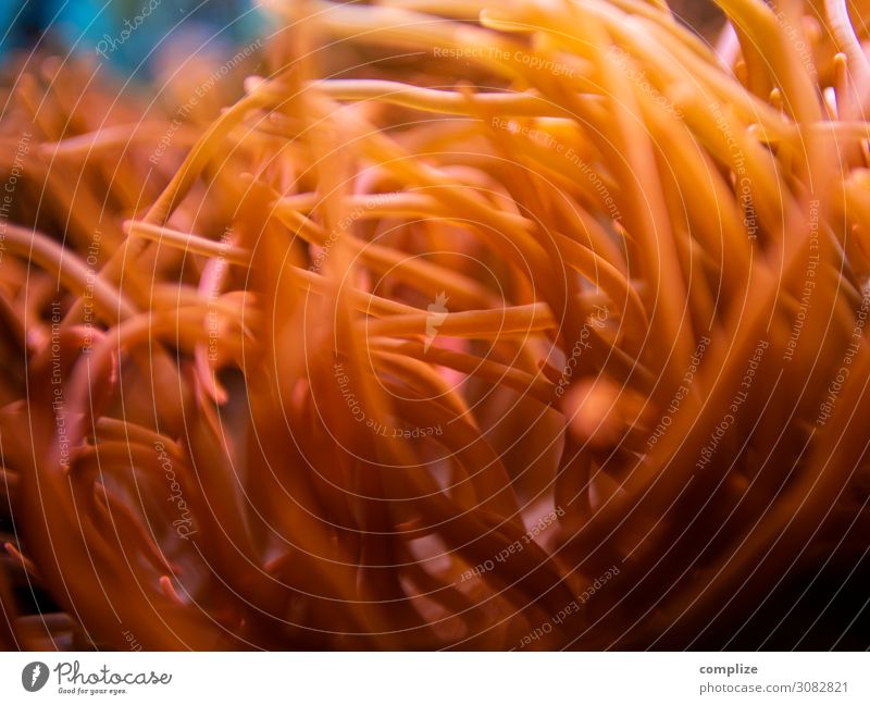 Seeeanemone | Orange-Rot Stil Design Gesundheit Umwelt Natur Klima Klimawandel Pflanze Korallenriff Meer gold orange rot schön Seeanemonen Anemonen