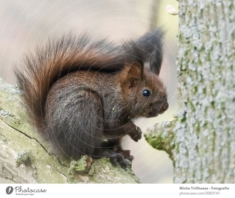 Junges Eichhörnchen entdeckt die Welt Natur Tier Sonnenlicht Schönes Wetter Baum Wald Wildtier Tiergesicht Fell Krallen Pfote Kopf Auge Nase Ohr Schwanz 1