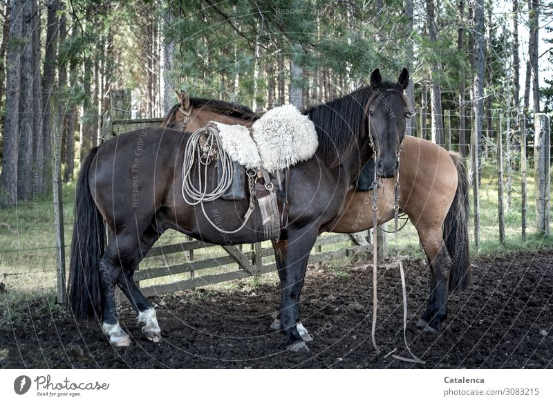 La Oscura, das Pferd des Gauchos wartet geduldig auf seinen Reiter Reiten Natur Pflanze Tier Sommer Baum Gras Eukalyptusbaum Weide Nutztier 2 Zaunpfahl Sattel