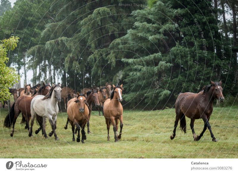 Wieder frei, Pferdeherde verläßt das Gatter Reiten Natur Landschaft Pflanze Tier Sommer schlechtes Wetter Baum Gras Sträucher Park Wiese Herde Bewegung laufen