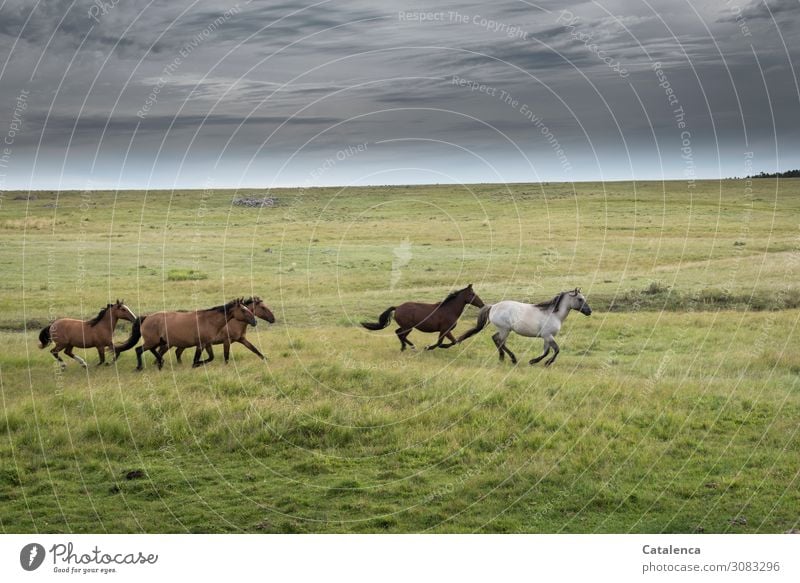 Frei Landschaft Pflanze Tier Himmel Wolken Sommer schlechtes Wetter Gras Wiese Pampa Steppe Weide Pferd Schimmel Rappe Tiergruppe Herde laufen sportlich