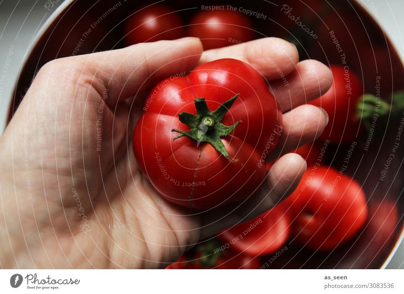 Tomatenernte Lebensmittel Gemüse Ernährung Essen Büffet Brunch Bioprodukte Vegetarische Ernährung Diät Italienische Küche Hand Umwelt Natur Pflanze Nutzpflanze