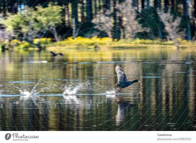 Das Blässhuhn rennt auf der Wasseroberfläche und hebt ab Natur Tier Wildtier Vogel fliegen Geschwindigkeit schnell rennen Wassertropfen See Pflanze Gras Bäume