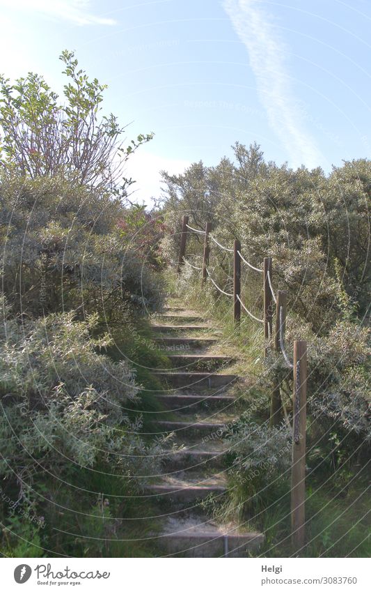 Weg mit einer hölzernen Treppe und Geländer  zwischen Sträuchern in den Dünen Umwelt Natur Landschaft Pflanze Himmel Sonnenlicht Sommer Schönes Wetter Gras