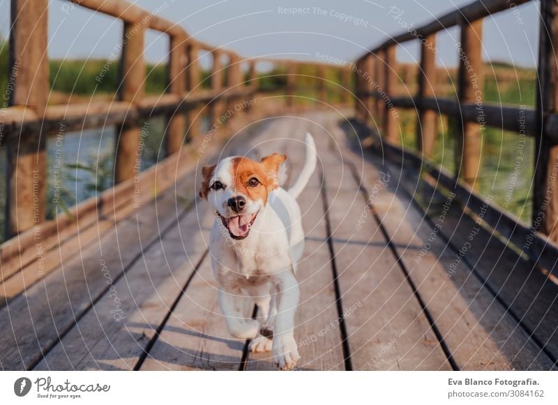 glücklicher Jack Russell Hund, der bei Sonnenuntergang auf einem Holzpier läuft. Lifestyle Freude Freizeit & Hobby Spielen Ferien & Urlaub & Reisen Ausflug