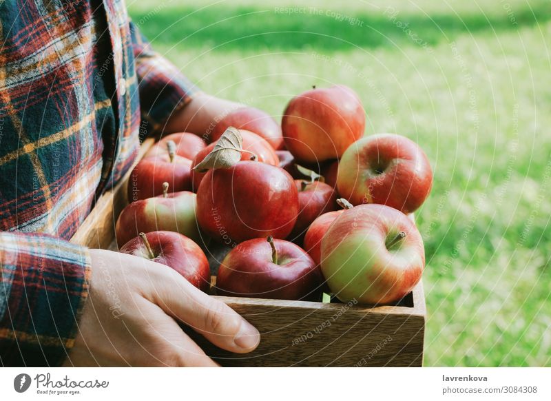 Mann im karierten Hemd mit Holzkiste und roten Äpfeln Landwirtschaft Ackerbau Apfel Herbst Korb Kasten Diät gesichtslos Lebensmittel Gesunde Ernährung frisch