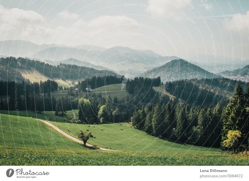 201909 Berg #6 Umwelt Natur Landschaft Tier Himmel Wolken Sonnenlicht Frühling Sommer Schönes Wetter Baum Gras Hügel Alpen Berge u. Gebirge Kalzhofen
