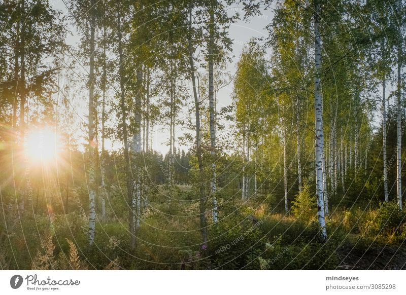 Abendsonnenschein im Birkenwald Natur Landschaft Wald Erholung genießen leuchten ästhetisch hell natürlich grün Glück Lebensfreude Abenteuer Zufriedenheit