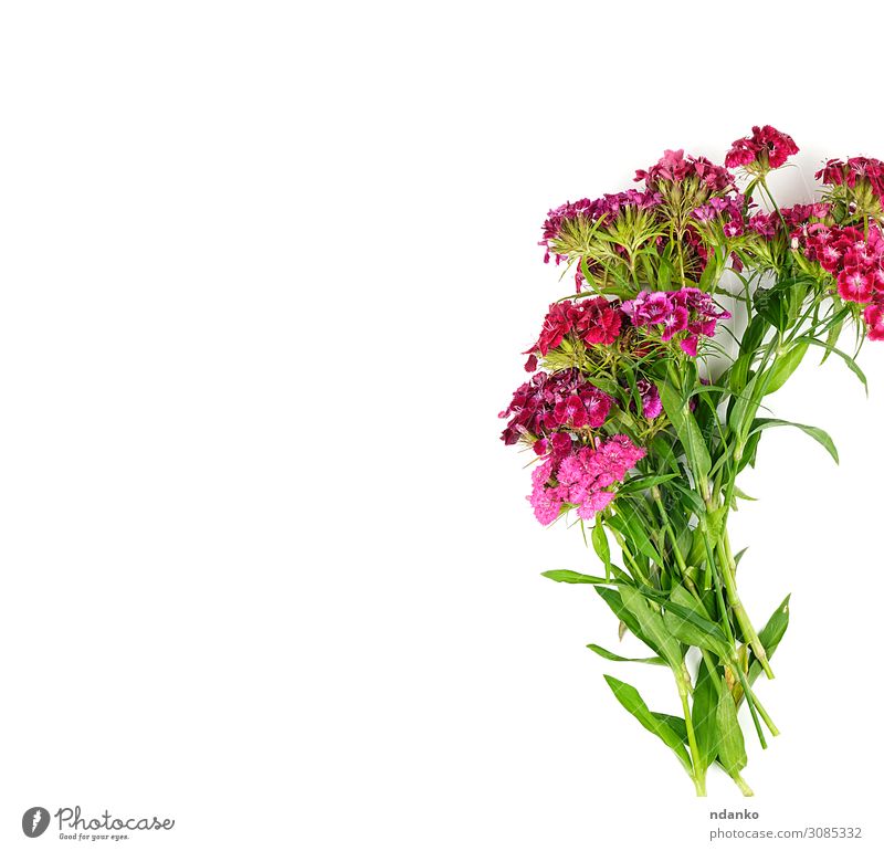 Knospen blühende türkische Nelken Dianthus barbatus Design schön Sommer Dekoration & Verzierung Hochzeit Natur Pflanze Blume Blatt Blüte Mode Blumenstrauß