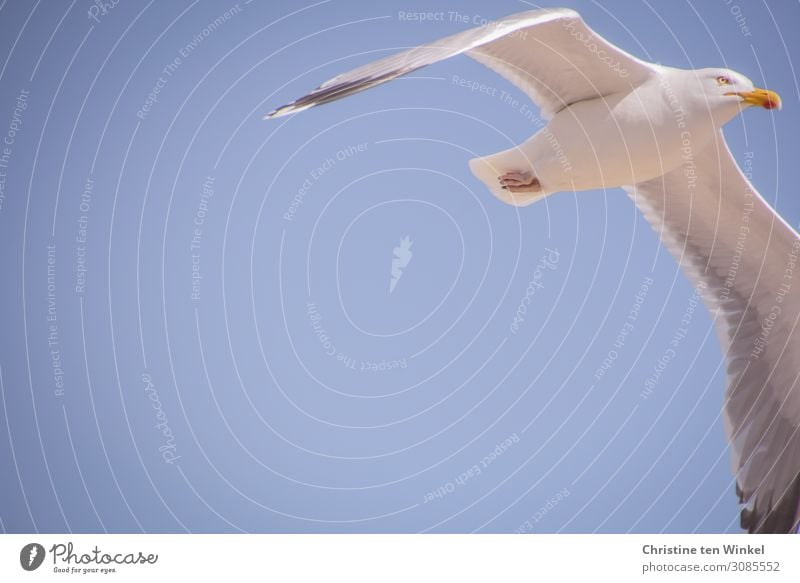 fliegende Silbermöwe vor blauem Himmel mit viel Textfreiraum links. Froschperspektive Tier Wildtier Vogel Tiergesicht Flügel Möwe 1 ästhetisch elegant oben