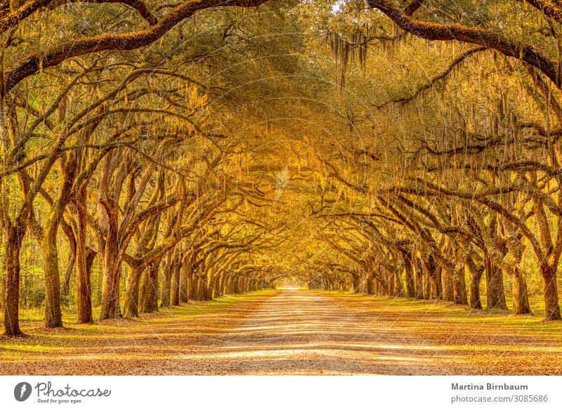 Old oak trees with spanish moss forming an alley Ferien & Urlaub & Reisen Sommer Natur Park gelb landscape foliage orange green plantation wormsloe colorful