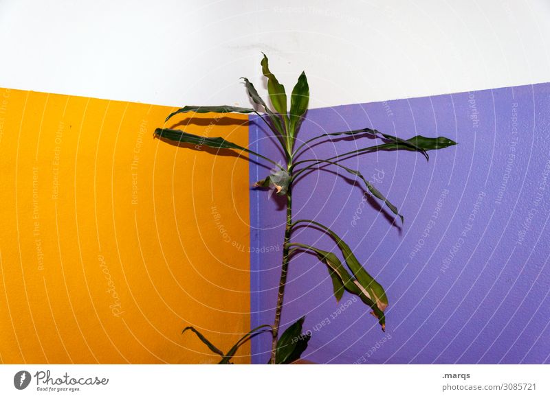 Pflanze Grünpflanze Gummibaum Mauer Wand trashig violett orange weiß Farbe nachhaltig Farbfoto Innenaufnahme Menschenleer Textfreiraum links Textfreiraum rechts
