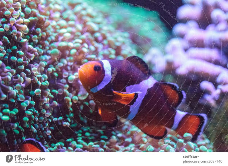 Oranger und weißer Clownfisch Anemonenfisch Natur Tier Korallenriff Wildtier Fisch 1 grün orange Salzwasserfisch Amphiprion Meeresfische tropische Fische