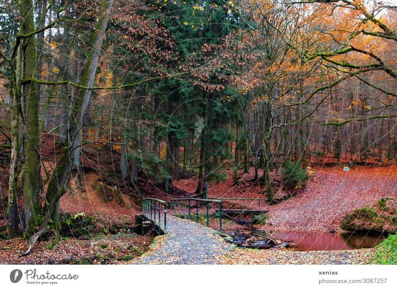 rötlicher Wald im Herbst mit Brücke Natur Landschaft Klima Baum Blatt Bach Bergisches Land Eifgenbach Menschenleer Holzbrücke Wege & Pfade natürlich gelb grün