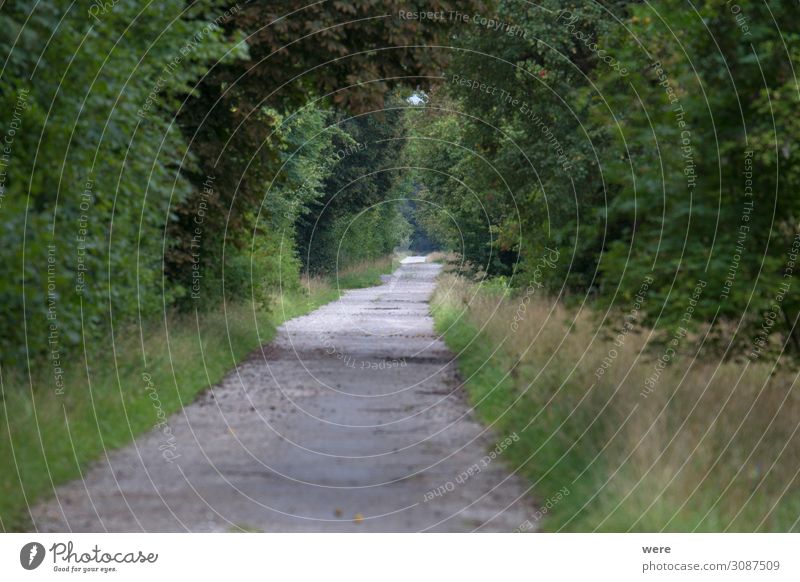 small road between bushes with shallow depth of field Natur Wege & Pfade wandern Country road Shallow depth of field Small path copy space forest idyllic