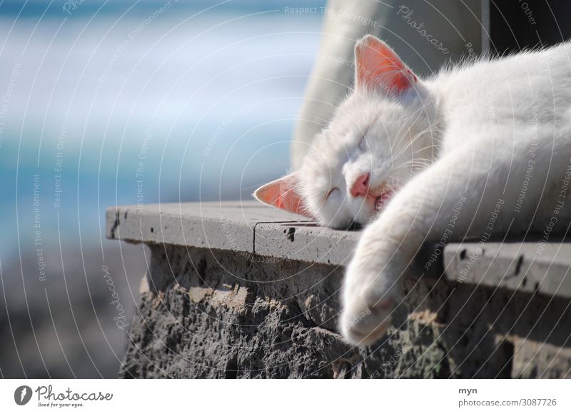Relax Wellness harmonisch Wohlgefühl Zufriedenheit Erholung ruhig Ferien & Urlaub & Reisen Freiheit Sommer Sommerurlaub Sonne Sonnenbad Meer Tier Haustier Katze