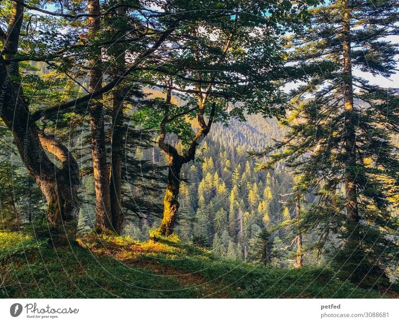 Der Wald wie ein Gemälde Natur Sonnenlicht Sommer Baum Berge u. Gebirge retro schön braun gelb grün ruhig Design einzigartig Frieden Idylle Kunst Stimmung