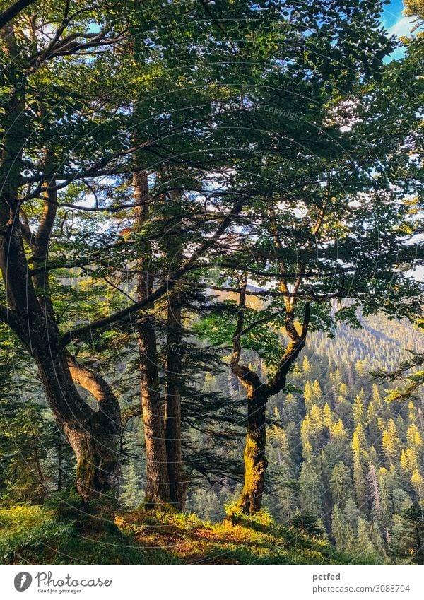 Der Wald wie ein Gemälde II Tier Sommer Baum Berge u. Gebirge alt groß braun grün schön ruhig Design Einsamkeit einzigartig Erholung Idylle Natur Stimmung