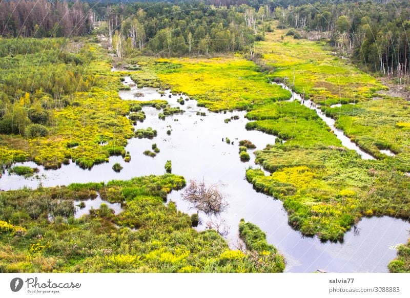 Feuchtgebiet Umwelt Natur Landschaft Pflanze Wasser Grünpflanze Baum Sträucher Wasserpflanze Moor Sumpf Teich Bach Wachstum Umweltschutz Wandel & Veränderung