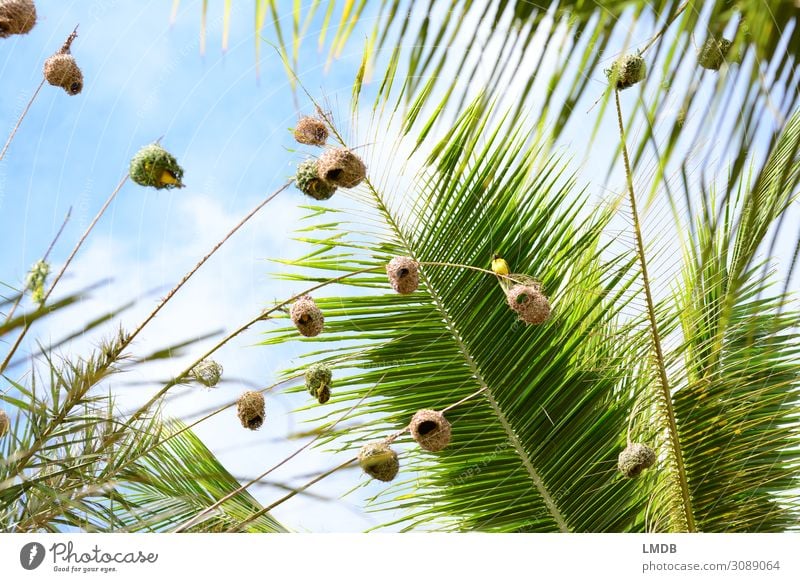Webervögel in Palmen webervogel Nest Vogelnest hoch Froschperspektive nach oben Himmel himmelblau Palmenwedel Mauritius Tier Urlaub tropisch Tropen Afrika