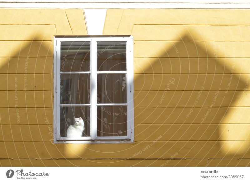 ein Plätzchen an der Sonne | on the road again Freizeit & Hobby Wärme Platz Fassade Fenster Katze beobachten sitzen gelb weiß Trägheit Kontrolle Hauskatze