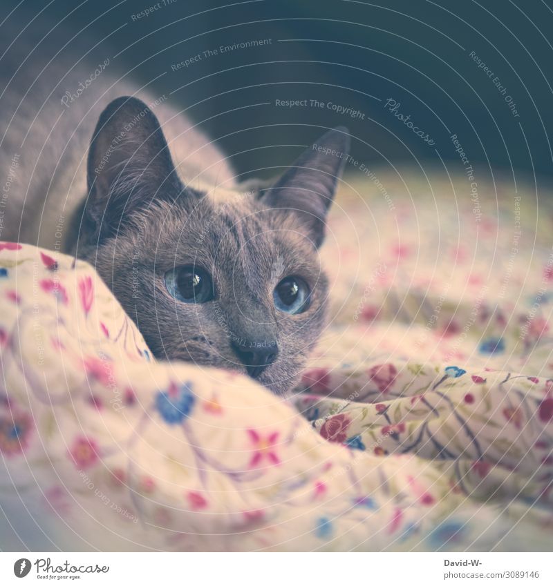 aufmerksam Kunst Gemälde Tier Haustier Katze Tiergesicht Fell 1 beobachten weich Saphir blau groß Auge schön Thailand siamkatze leuchten Decke gemütlich