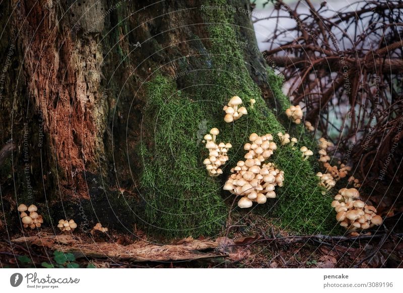 hinterhalt Natur Urelemente Erde Herbst Baum Sträucher Moos Wald Zusammensein listig Pilz Existenz mehrere viele Hinterhalt Szene dramatisch Zweige u. Äste