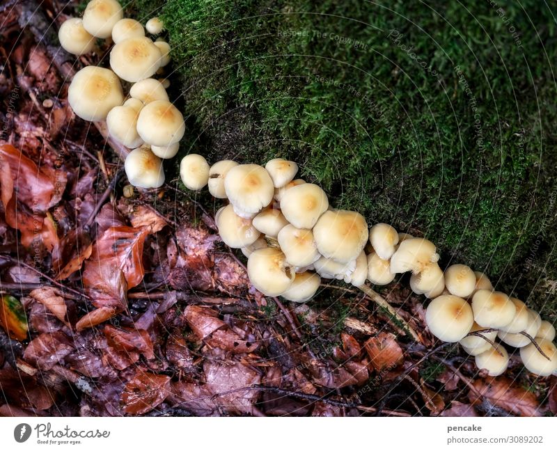 waldboden | dreiklang Waldboden Pilze Herbbstblätter Moos dreigeteilt Herbst Außenaufnahme Umwelt Natur Nahaufnahme natürlich Farbfoto Pilzhut Erde