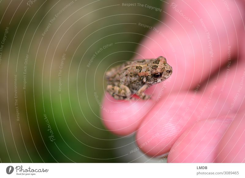 Kleiner Kammerad Frosch Kröte klein Miniatur mini winzig Zwerg Tierkind gefleckt gefangen ruhig ertappt abwartend Natur Tierbaby Lurch Miniaturformat halten