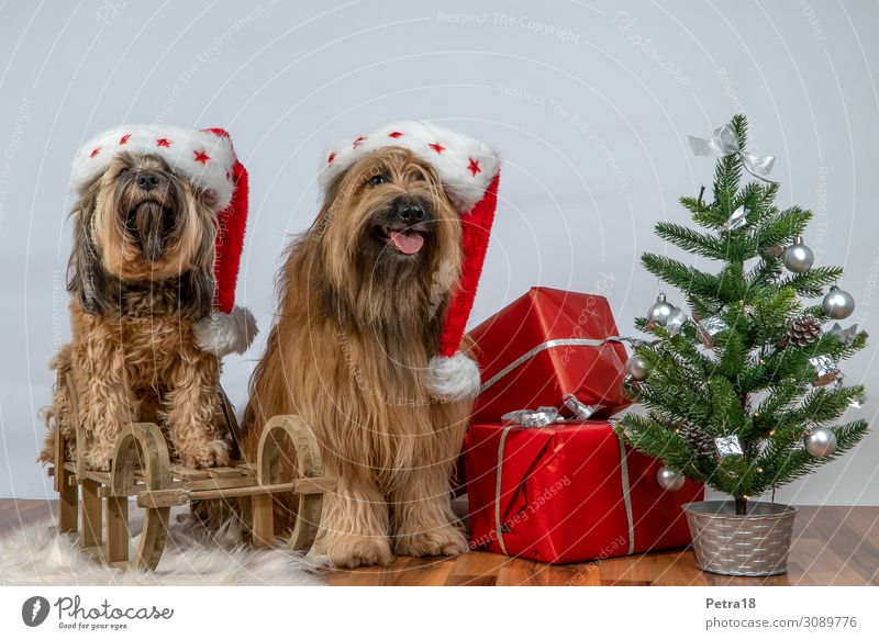 Hunde-Kläuse Haustier 2 Tier sitzen authentisch frech Freundlichkeit Fröhlichkeit braun grün rot Gefühle Vorfreude Kultur nachhaltig Sankt Nikolaus
