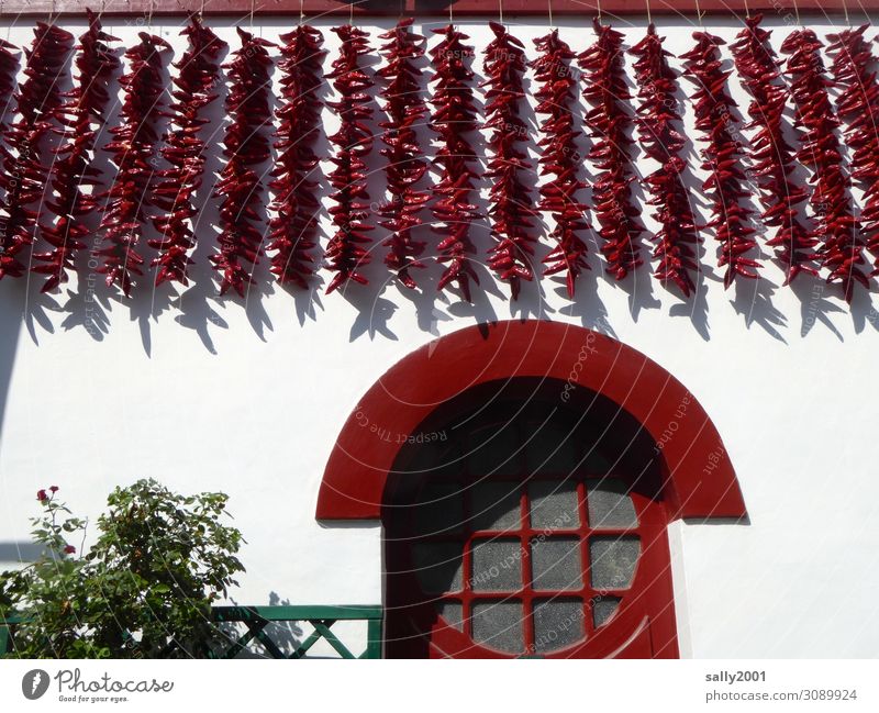 scharfe Hauswand Chili Chilischote trocknen rot Kräuter & Gewürze Würzig Paprika frisch Zutaten Lebensmittel Gemüse Baskenland Frankreich Espelette berühmt