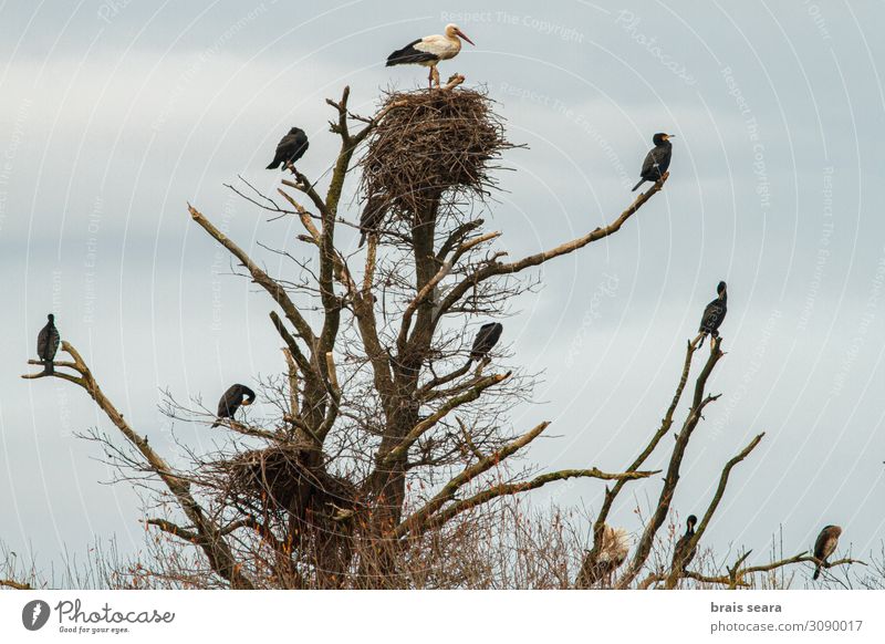 Vögel in einem Baum. schön Sommer Wissenschaften Natur Tier Wildtier Vogel Tiergruppe Schwarm Zusammensein natürlich wild schwarz weiß Biologe orni
