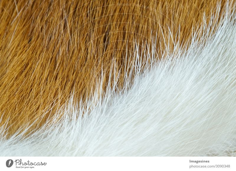 Vollbild Hintergrund Textur Pelz Fell rothaarig weißhaarig Totes Tier 1 Echtes Fell authentisch exotisch kuschlig Tierliebe verschwenden retten "abstrakt hübsch