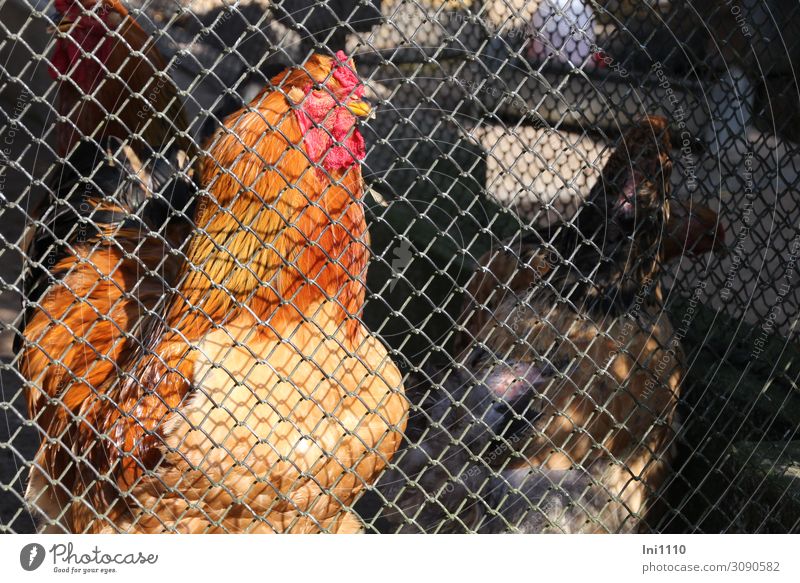 Hühner hinterm Zaun Nutztier Vogel Tiergesicht Haushuhn Tiergruppe braun gelb grau orange rot schwarz Käfig Drahtzaun gefangen Traurigkeit Ausstellung Feder