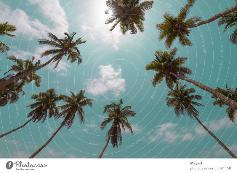 Palmenbäume umarmen den Himmel Kunst Kunstwerk Printmedien Umwelt Natur Pflanze Urelemente Erde Luft nur Himmel Wolken Sonne Sonnenlicht Sommer Küste Strand