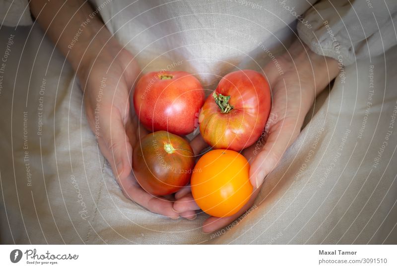 Eine Bäuerin hält vier rote und saftige Tomaten in der Hand. Gemüse Frucht Ernährung Vegetarische Ernährung Diät Sommer Garten Küche Gartenarbeit Frau