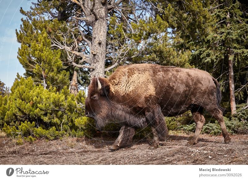 Amerikanische Bisonkuh im Yellowstone Nationalpark, USA. Abenteuer Safari Expedition Natur Tier Wald Wildtier 1 Aggression wild Tierwelt amerika Wyoming