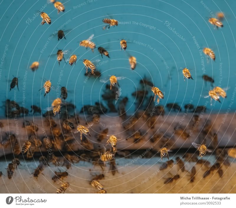 Bienen am Bienenstock Lebensmittel Honig Ernährung Natur Tier Sonnenlicht Schönes Wetter Nutztier Tiergesicht Flügel Honigbiene Insekt Bienenvolk Schwarm