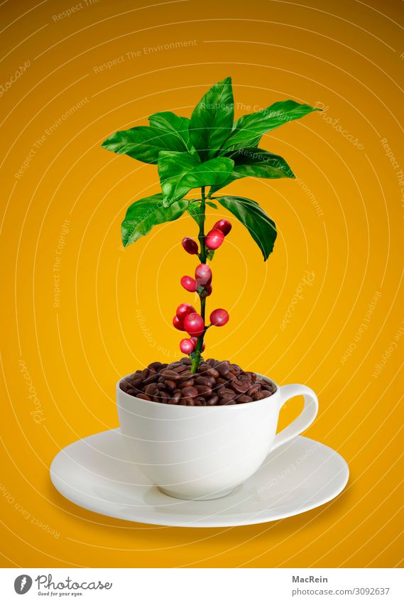 Kaffeetasse mit Kaffeebohnen und Kaffeepflanze Frucht Tasse Duft braun rot weiß Untertasse Textfreiraum Kaffeebaum Stillleben Blatt Farbfoto Studioaufnahme