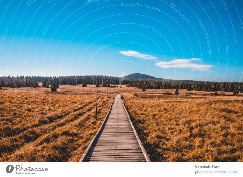 Der Weg zu mir selbst Zufriedenheit Ausflug Abenteuer Ferne Freiheit wandern Natur Landschaft Himmel Horizont Herbst Klima Schönes Wetter Moor Sumpf entdecken