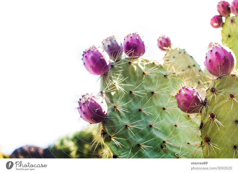 Kaktus der Kaktusfeigen mit isolierten Früchten auf weißem Hintergrund piecken Frucht Pflanze rot purpur grün Blüte Blume Botanik Nahaufnahme vereinzelt