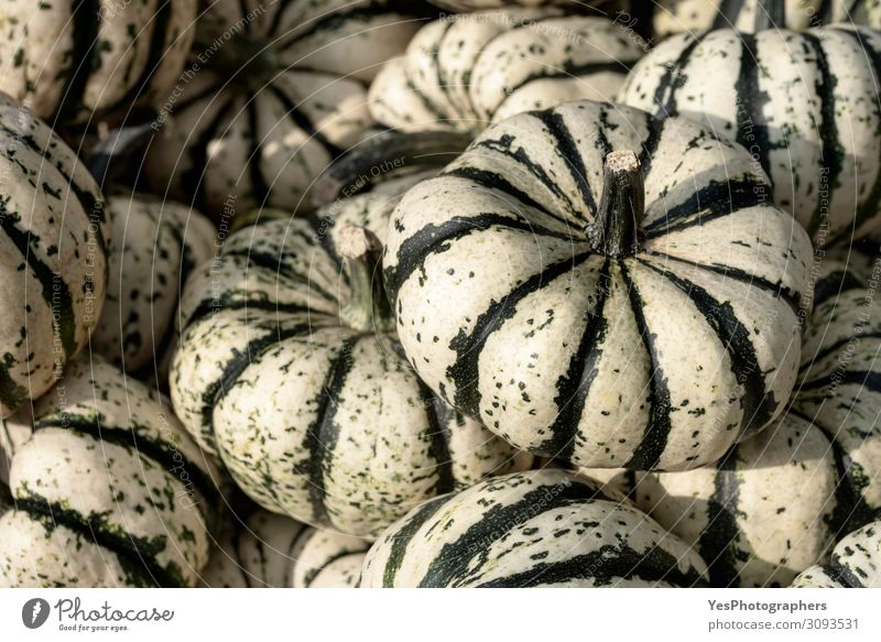Gestreifter Squash-Stapel. Hintergrund mit einer Vielzahl von Kürbissen Gemüse Bioprodukte Vegetarische Ernährung Erntedankfest Halloween Gastronomie Herbst