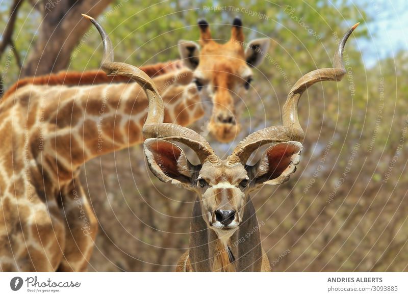 Kudu Stier und Giraffe - Fotobomben Natur Ferien & Urlaub & Reisen Tourismus Abenteuer Freiheit Sightseeing Safari Expedition Sommerurlaub Sonne Umwelt Tier