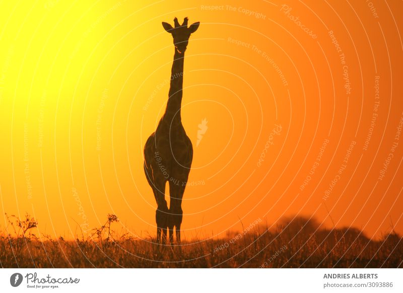 Giraffe Silhouette - Simplistisches Gold Ferien & Urlaub & Reisen Tourismus Abenteuer Freiheit Sightseeing Umwelt Natur Landschaft Tier Urelemente Erde Himmel