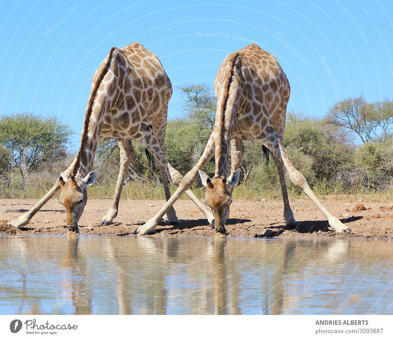 Giraffe - Spaltung für Schlucke Ferien & Urlaub & Reisen Tourismus Ausflug Abenteuer Sightseeing Safari Umwelt Natur Tier Wasser Sonnenlicht Sommer Park
