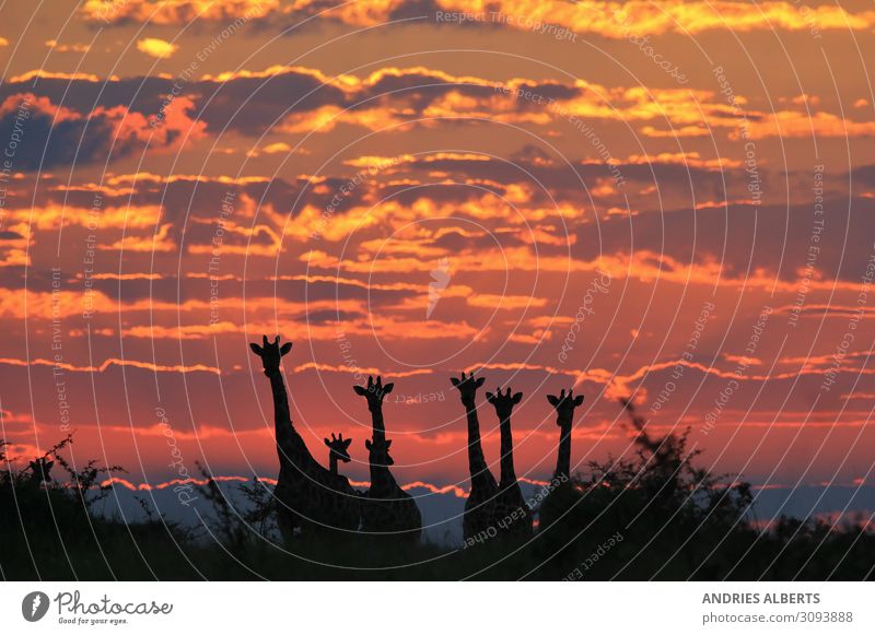 Giraffe - Magischer Himmel von Afrika Umwelt Natur Landschaft Tier Urelemente Erde Wolken Sonnenaufgang Sonnenuntergang Sonnenlicht Sommer Schönes Wetter