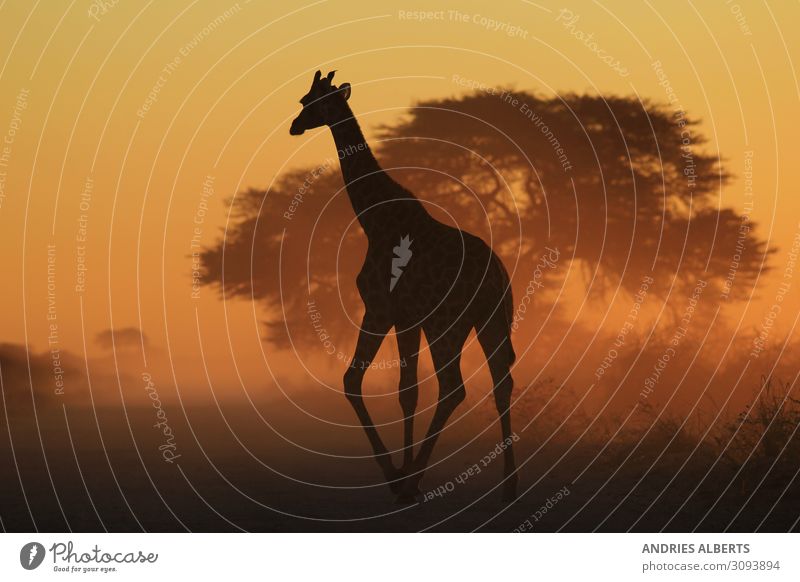 Giraffe Grace - Spaziergang durch verblasstes Gold Ferien & Urlaub & Reisen Tourismus Ausflug Abenteuer Freiheit Sightseeing Safari Umwelt Natur Tier