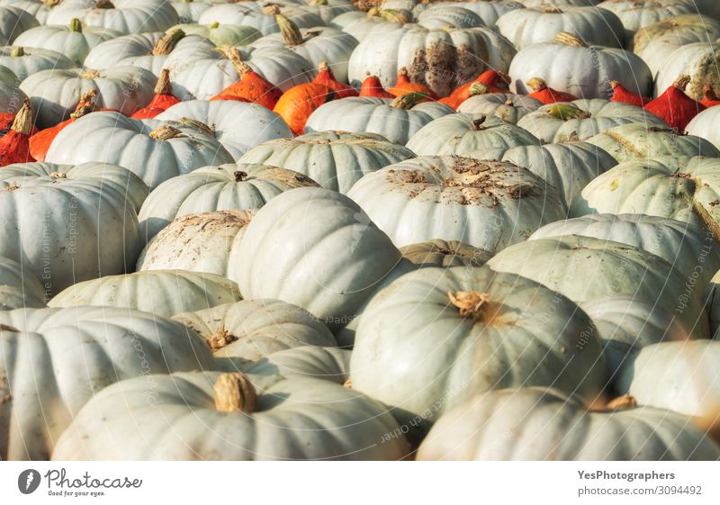 Weiße Kürbisse stapeln sich auf dem Markt. Erntezeitkonzept Gemüse Ernährung Vegetarische Ernährung Dekoration & Verzierung Gartenarbeit Natur Herbst