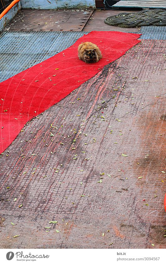 wertvoll l promi-katze Tier Haustier Katze liegen schlafen Teppich Roter Teppich Boden Bodenbelag faulenzen Pause Hauskatze Farbfoto Außenaufnahme Menschenleer