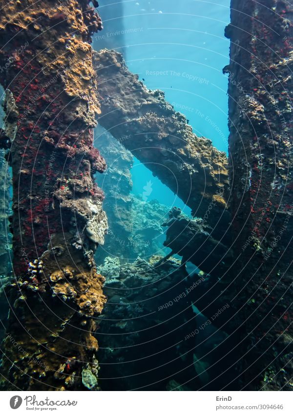 Korallenkruste kollabiert Pier Unterwasser in Hawaii Freude Leben Ferien & Urlaub & Reisen Abenteuer Meer tauchen Natur Landschaft entdecken außergewöhnlich